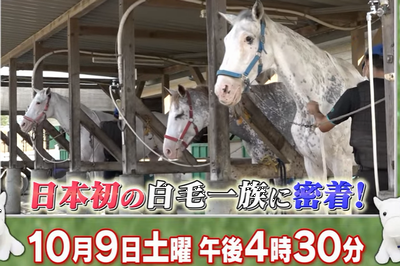 本校の白毛馬 ハクホウクン達が白毛の特別番組に出演 インターアクションホースマンスクール 馬の学校 高校サポート校 インターアクションホースマンスクール