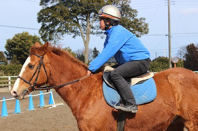 競走馬 調教鞍 3XtaiMEYuo - www.planmarkets.com